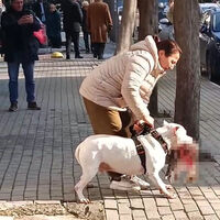 Avcılar'da sokak kedisini öldüren pitbull cinsi köpeğin sahibi tutuklandı | Son dakika haberleri thumbnail