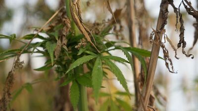 Türkiye'nin yeni keneviri: Gizlence