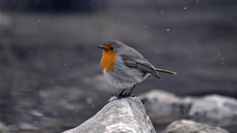 Kutlama mı katliam mı?