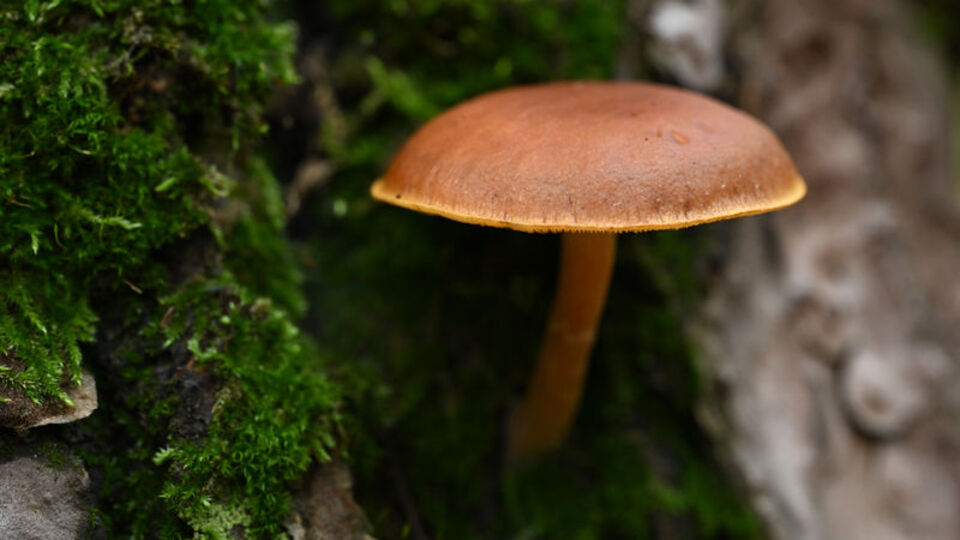 Mantar zehirlenmesinde 2-6 saate dikkat!