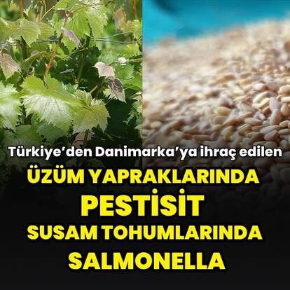 Üzüm yapraklarında pestisit, susam tohumlarında salmonella tespit edildi