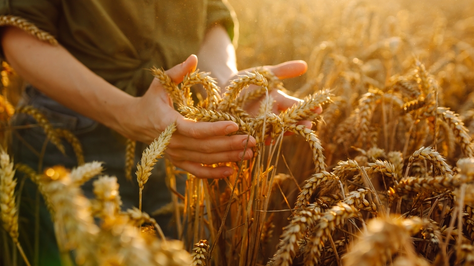 "Gizli açlık" sorunu gübreleme aşamasında çözülebilir