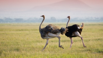 Bazı kuşlar neden uçamaz?