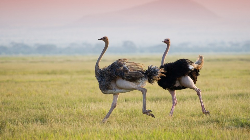 Bazı kuşlar neden uçamaz?