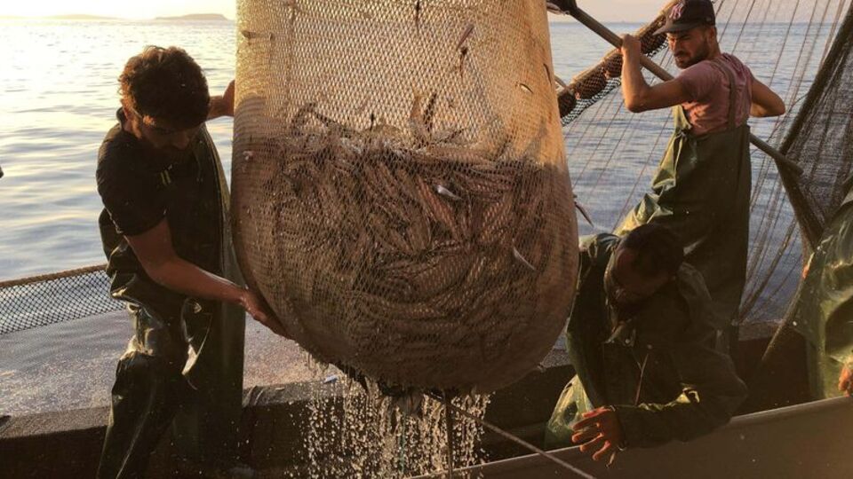 Lüfer akınına "deniz sıcaklığı" engeli