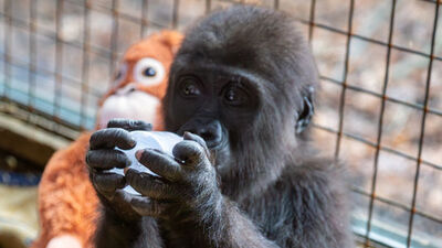 Bakanlık, yavru gorile isim arıyor