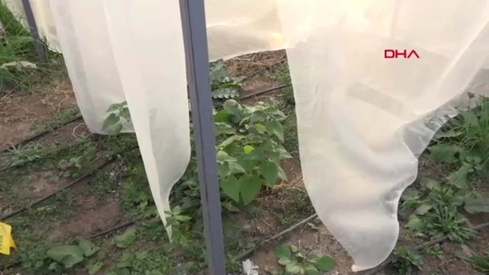 Yerli kenevirin genetik haritası genişliyor