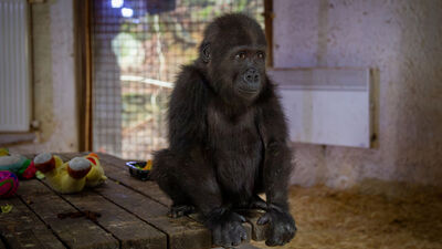 Bakanlık, gorile isim arıyor