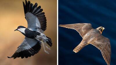 Antalya'da kuş gözlem turizmi