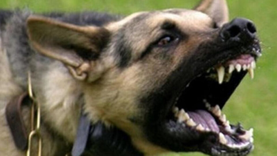 Kuduz riski! Mahalle karantinaya alındı!