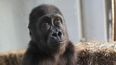 Yavru gorile 20 binin üzerinde isim önerisi