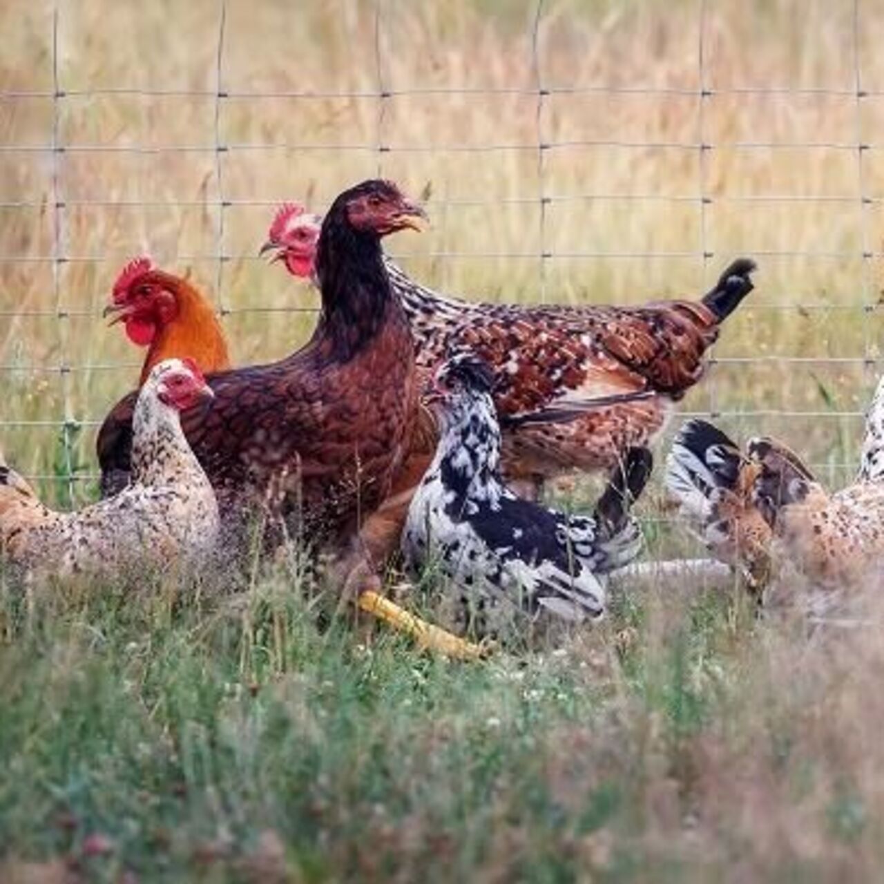 ABD'de kuş gribine bağlı ilk can kaybı