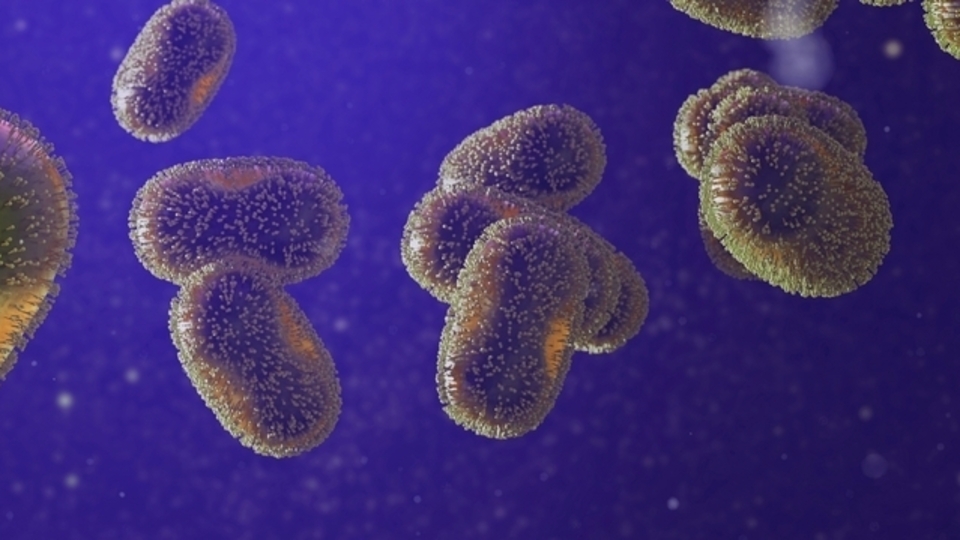 Fransa'da M çiçeği virüsünün yeni varyantı tespit edildi