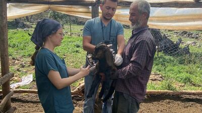 Demre'de hayvan sağlığı çalışmaları