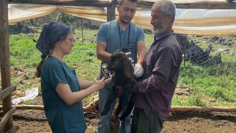 Demre'de hayvan sağlığı çalışmaları