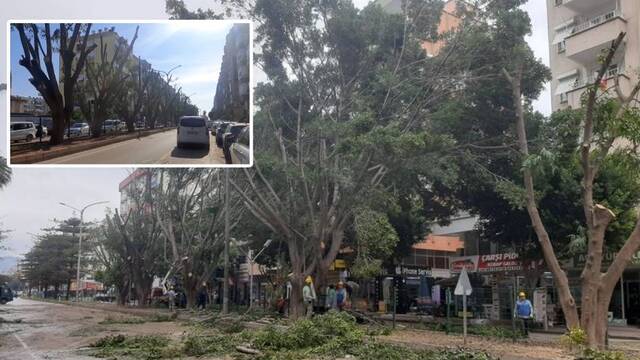 Kumluca'daki "budama" vatandaşları ikiye böldü