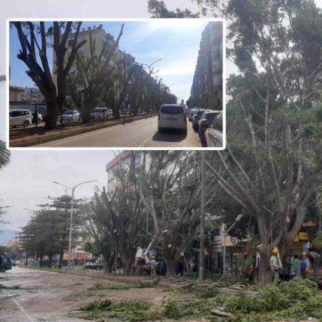 Kumluca'daki "budama" vatandaşları ikiye böldü