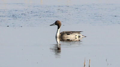 Karasu'da ilk kez kayda alındı