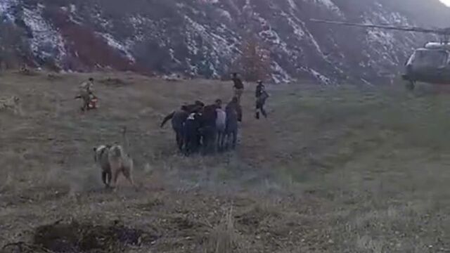 Domuzlardan kaçarken uçuruma düştü!