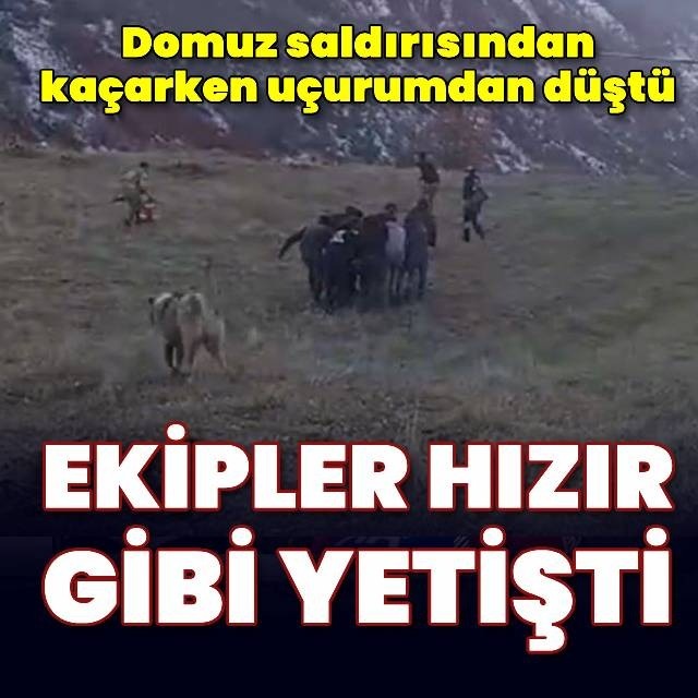 Domuzlardan kaçarken uçuruma düştü!