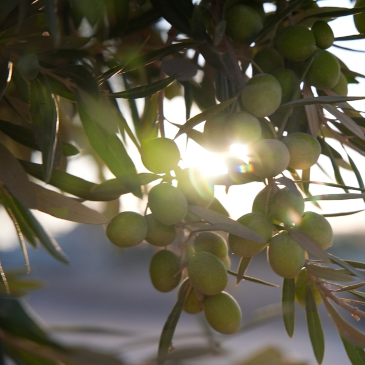 Zeytin üretimi 2024'te rekora ulaştı