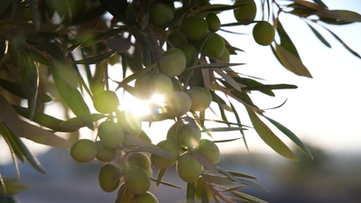 Zeytin üretimi 2024'te rekora ulaştı