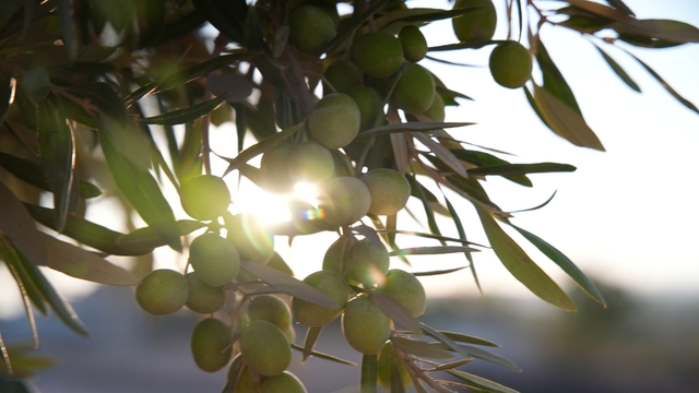 Zeytin üretimi 2024'te rekora ulaştı