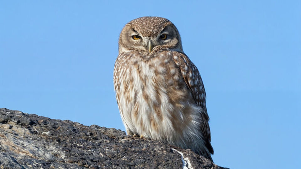 Türkiye'nin en küçüklerinden! Ağrı Dağı'nda görüntülendi
