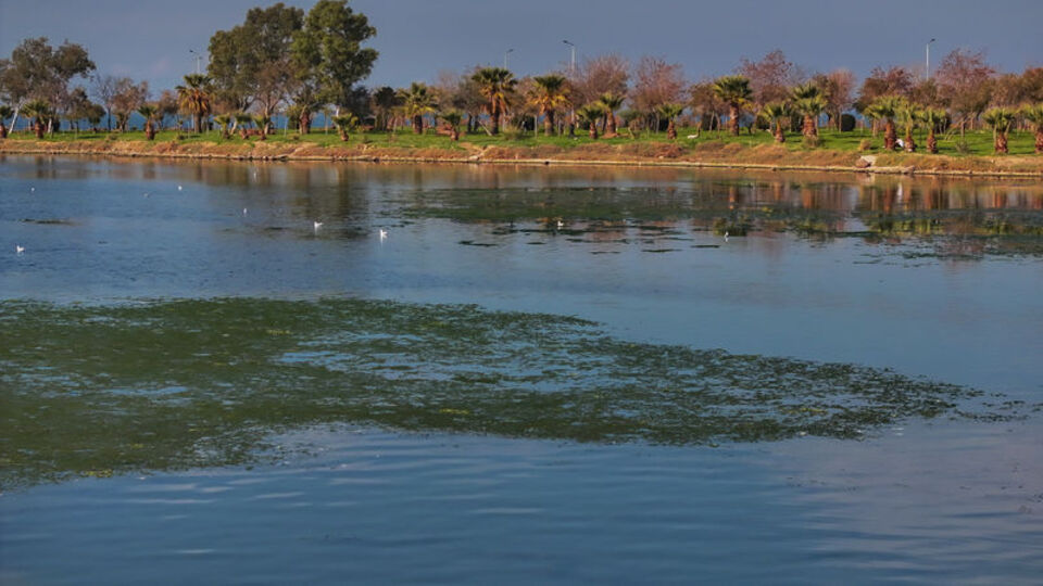 İzmir Körfezi'nde deniz yosunu oluştu