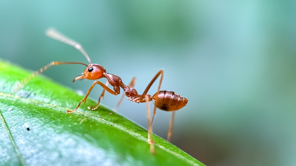 Karıncaların kin tuttuğu ortaya koyuldu