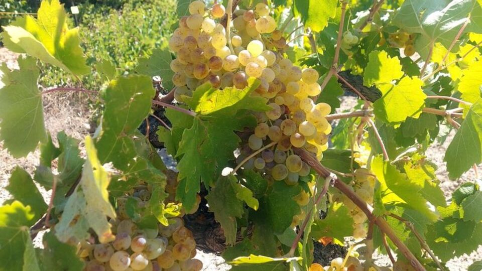 "Bedi Üzümü" Ark of Taste'ye eklendi