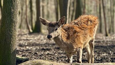 Kızıl geyikler biyoçeşitliliğine katkı sağlıyor