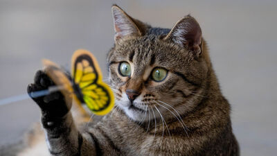 Esnafın maskotu oldu