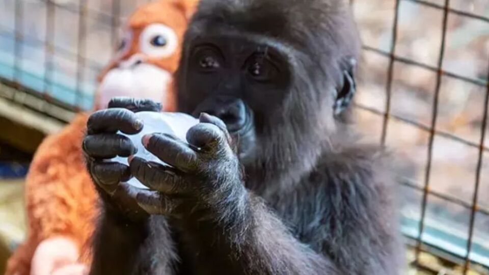 Bakanlık 4 ismi paylaştı: Şimdi seçim vakti