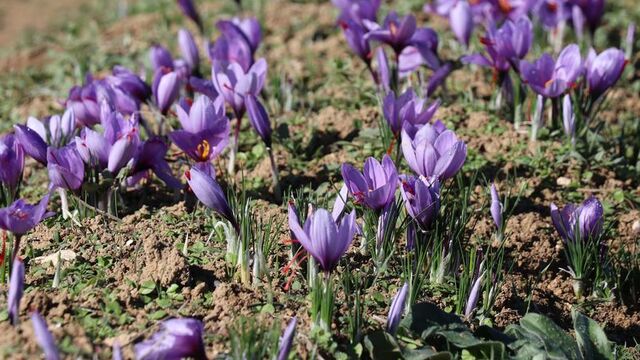 Karabük'te tıbbi aromatik bitki üretimi arttı