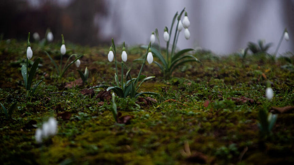 Sakarya'da kardelenler erken çiçek açtı