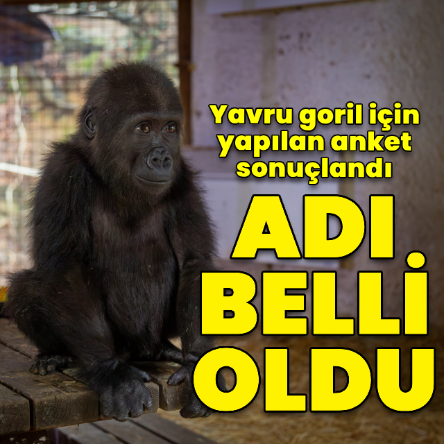 Yavru gorilin adı belli oldu
