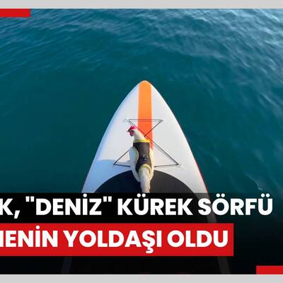 Mavi sularda bulunan tavuk "deniz" kürek sörfü eğitmenin yoldaşı oldu