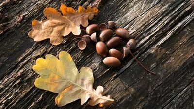 Meşe palamudu yenir mi?