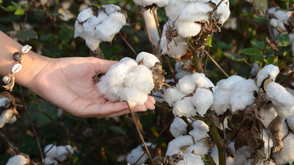 Pamuk üretiminde "iklim değişikliği" etkisi!