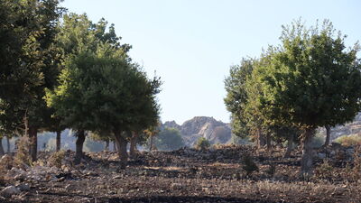 Besni'de 90 hektarlık orman oluşturulacak
