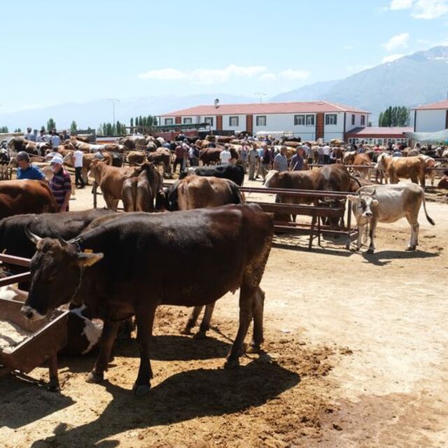 Erzincan'da şap karantinası