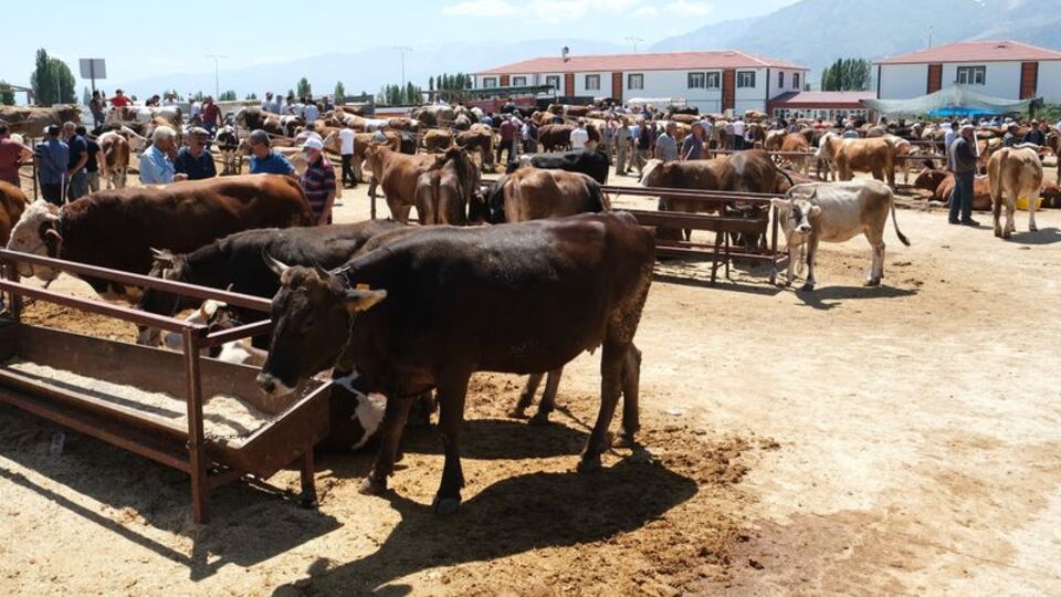 Erzincan'da şap karantinası