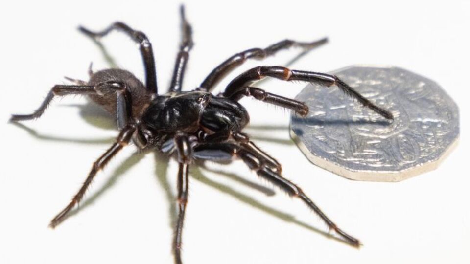 Avustralya'da keşfedildi... Daha büyük ve daha güçlü!