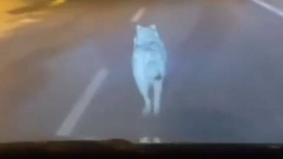 Şehre inen kurdu böyle kovaladı