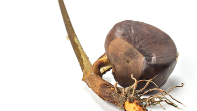 Çimlenmiş kestane yenir mi?