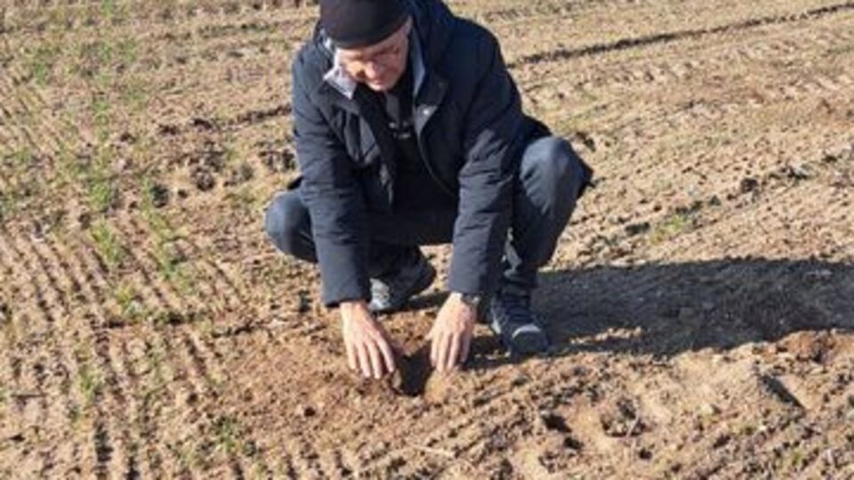 Niğde'de tarla faresiyle mücadele