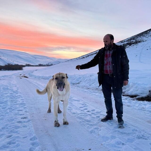 'Kral', bu kez çobanı kurtların saldırısından kurtardı