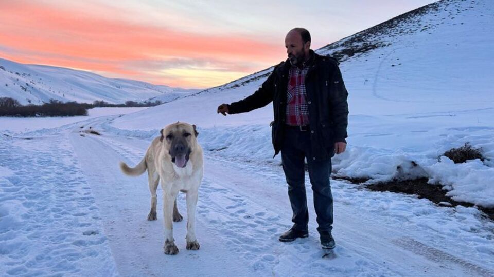 'Kral', bu kez çobanı kurtların saldırısından kurtardı