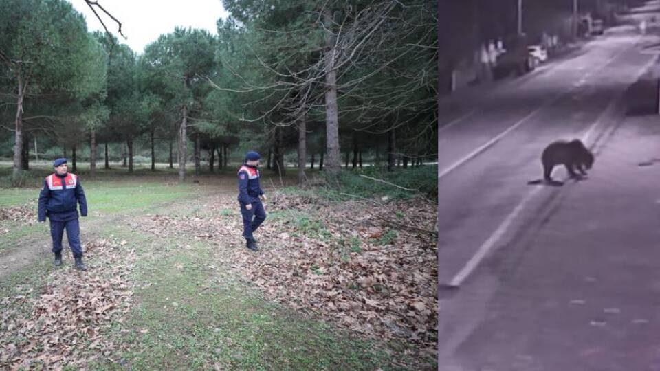 Bursa'da ayı alarmı!